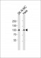STAT3 Antibody  (Ab-705)
